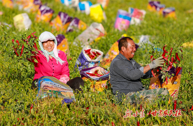三墩特色辣椒產業