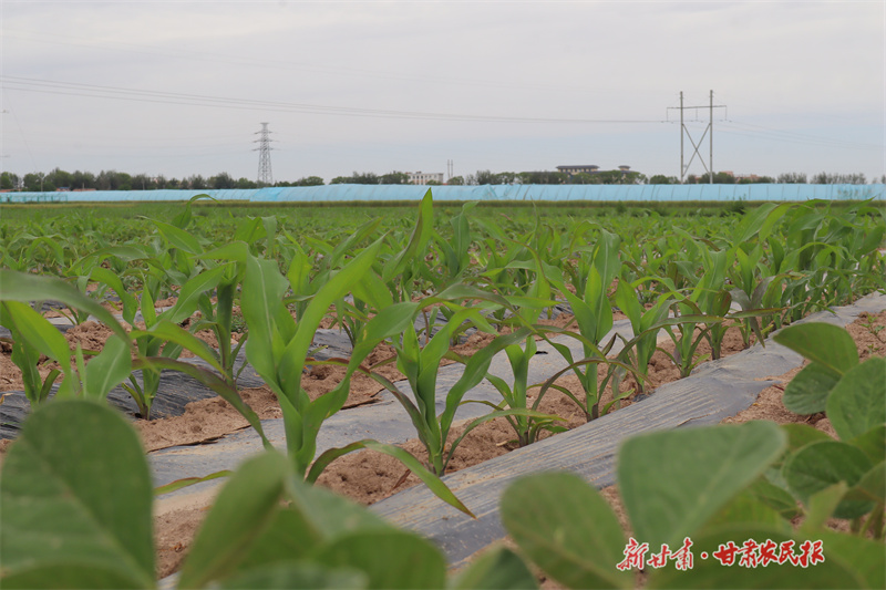 科學套種模式與抗旱保灌相結(jié)合促進增產(chǎn)增收