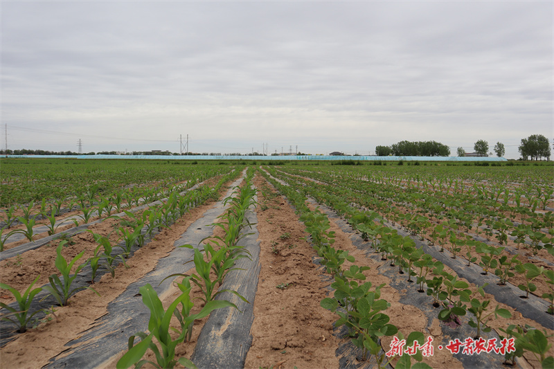 目前,崆峒區(qū)完成種植面積1萬畝,完成率達100%,苗情長勢整體良好