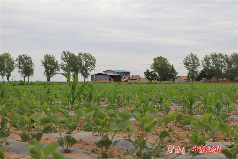 套種模式還降低了干旱影響,為全年糧食穩(wěn)產(chǎn)增收奠定堅實基礎(chǔ)