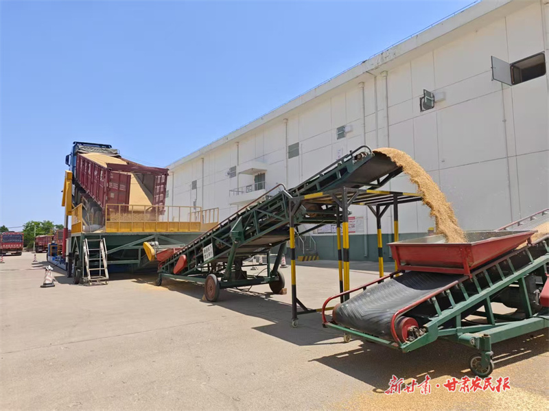 圖為夏糧收購入庫