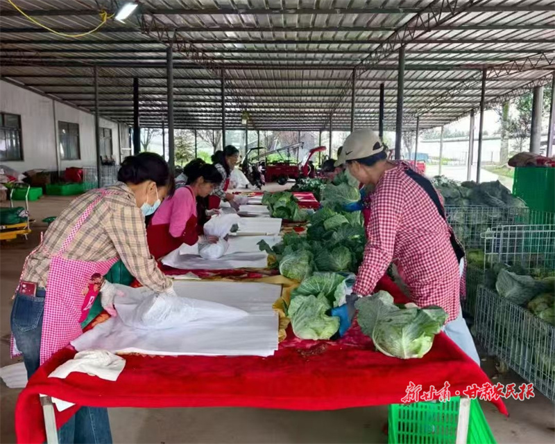 工人正在打包甘藍