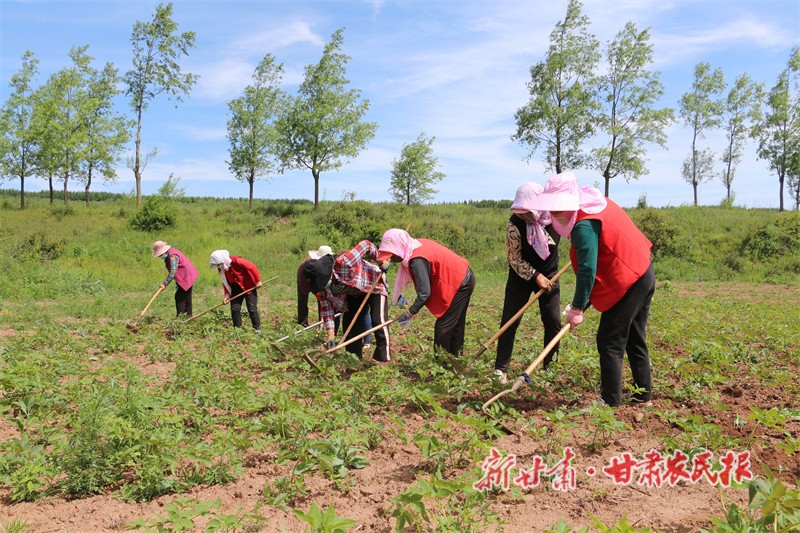 藥材管護(hù).jpg