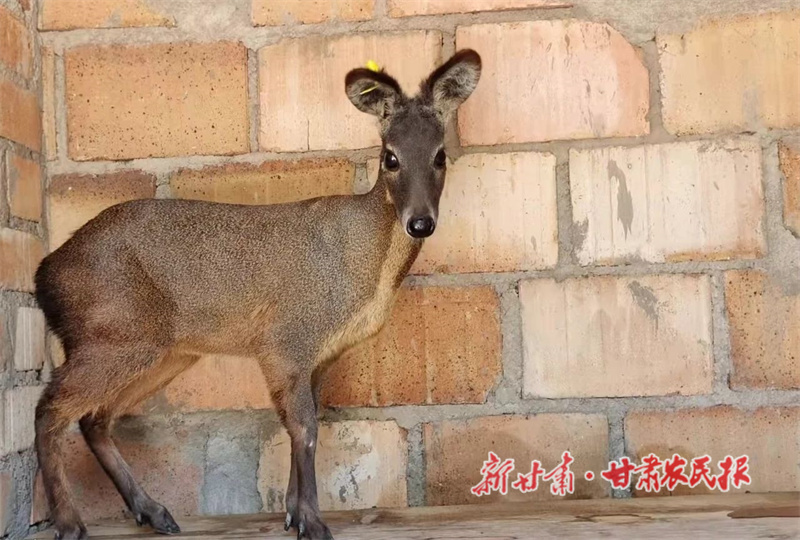 西華鎮林麝養殖基地養殖的林麝.jpg