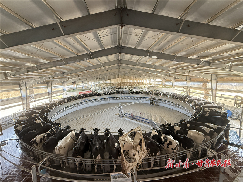 “一頭牛”牽出“一條鏈”——高臺“牛經濟”串起綠色增收鏈