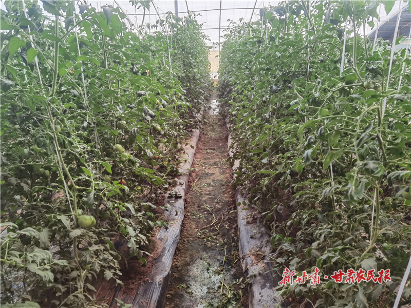 數字科技“種”出農業新圖景